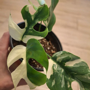 몬스테라 무늬히메 2.핑크미칸바리1