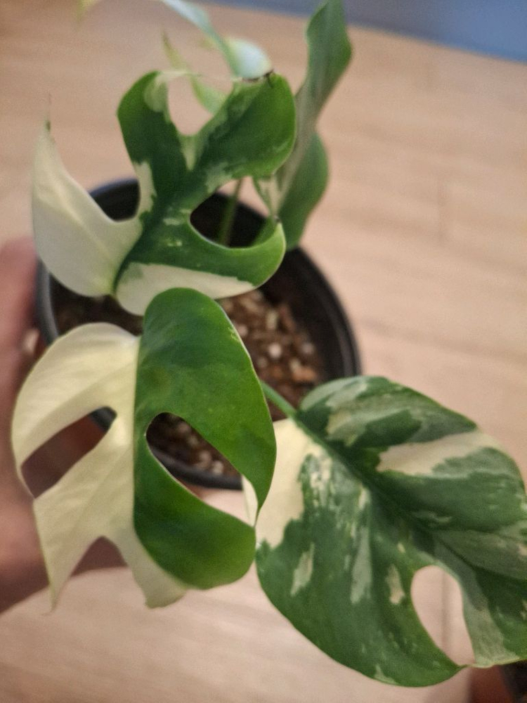 몬스테라 무늬히메 2.핑크미칸바리1--1