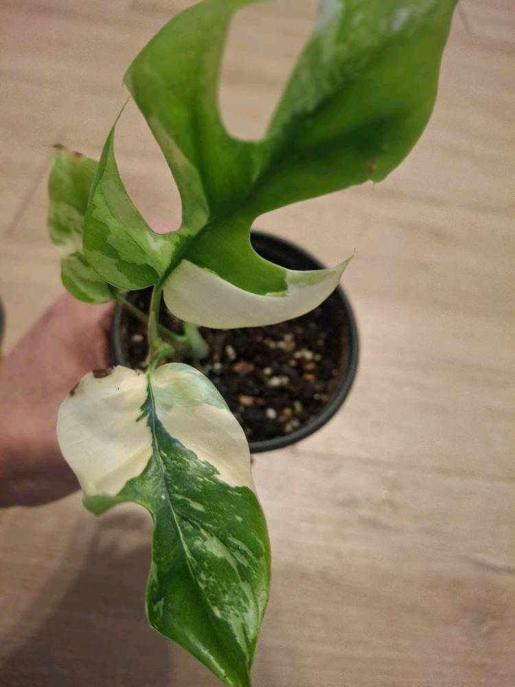 몬스테라 무늬히메 2.핑크미칸바리1--3