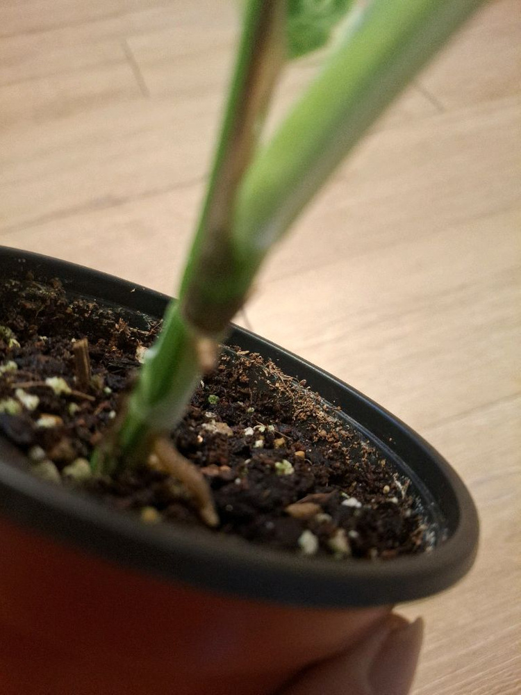 몬스테라 무늬히메 2.핑크미칸바리1--4