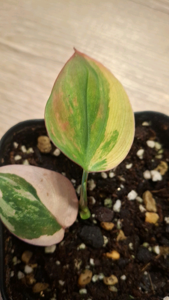 몬스테라 무늬히메 2.핑크미칸바리1--5