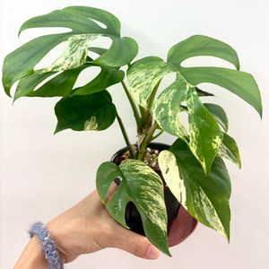 몬스테라 히메 설린