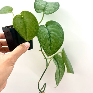 스킨답서스 실버클라우드