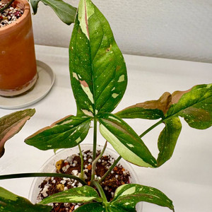 싱고니움 레드스팟 트리컬러