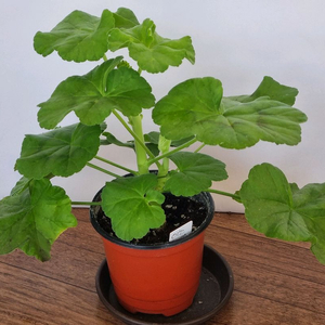 이츠그란데 제라늄