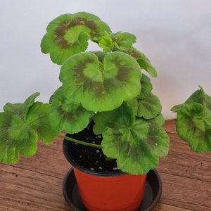 yuz샤를로트 제라늄