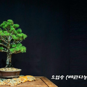 오엽송 섬잣나무 분재