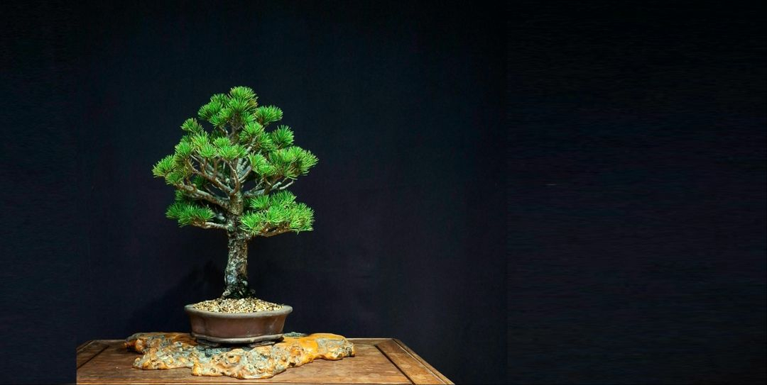 오엽송 섬잣나무 분재--1