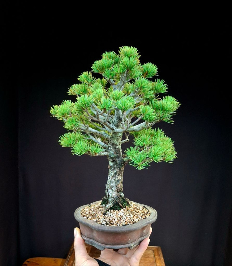 오엽송 섬잣나무 분재--3