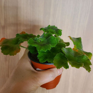 러시아제라늄 꾸비돈