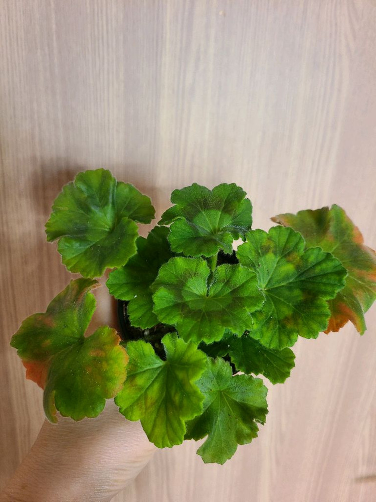 러시아제라늄 꾸비돈--1