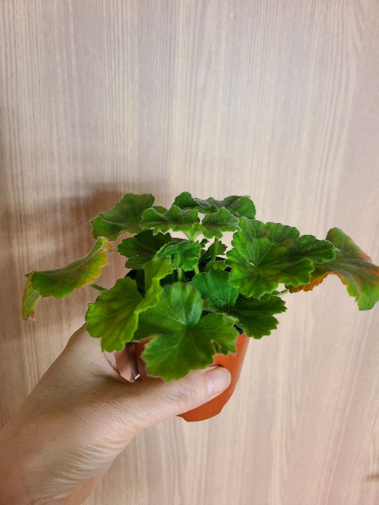 러시아제라늄 꾸비돈--2