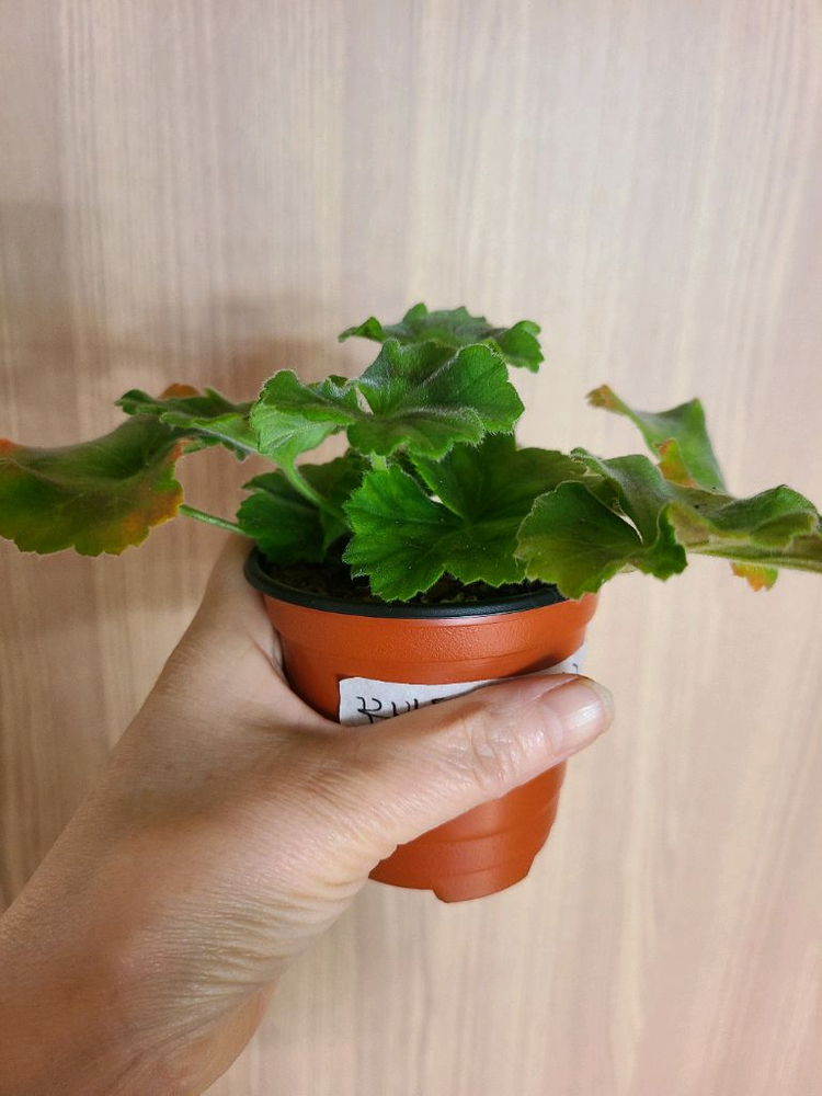 러시아제라늄 꾸비돈--3