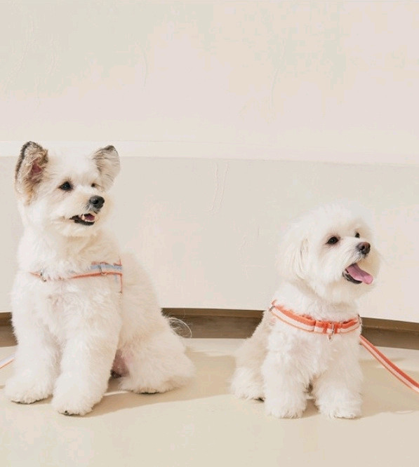 새상품) 티어라움 선셋하네스 강아지 하네스 + 리드줄 세트 반려견 산책용품 이미지