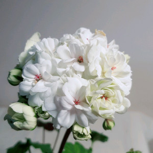 타 에더 (대품) 러시아제라늄