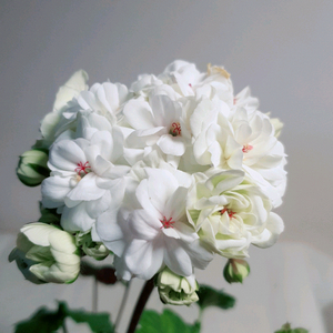 타 에더 (대품) 러시아제라늄