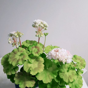 지엘그라시아 (대품) 제라늄