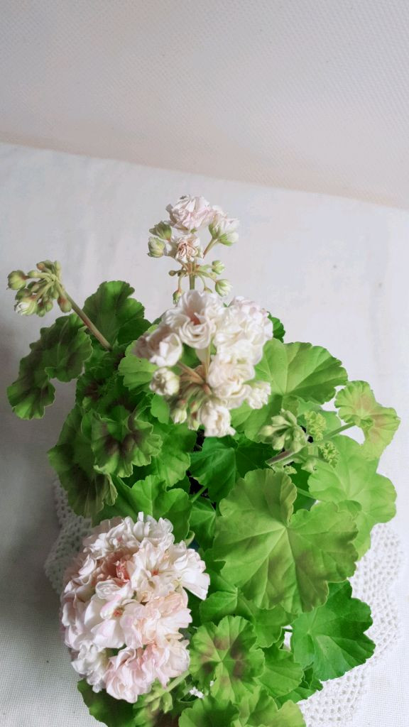 지엘그라시아 (대품) 제라늄--1