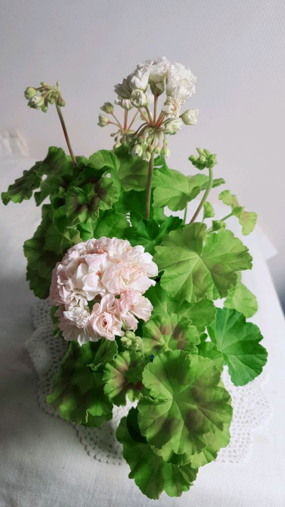 지엘그라시아 (대품) 제라늄--2