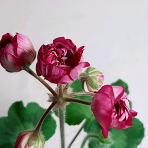 뷰티풀에스더 러시아제라늄