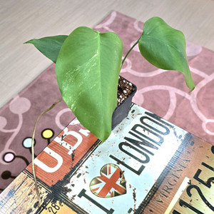 몬스테라알보 (입문용)