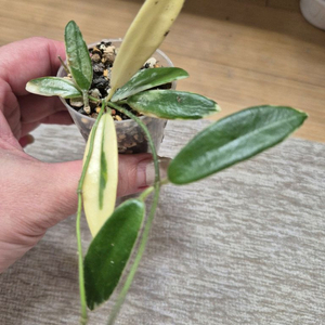 호야 리프리즘 핑크