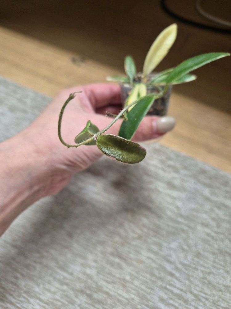 호야 리프리즘 핑크--1