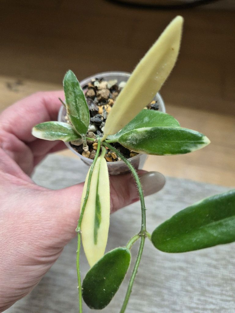 호야 리프리즘 핑크--2