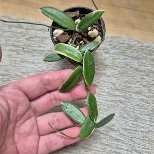 호야 리프리즘 핑크