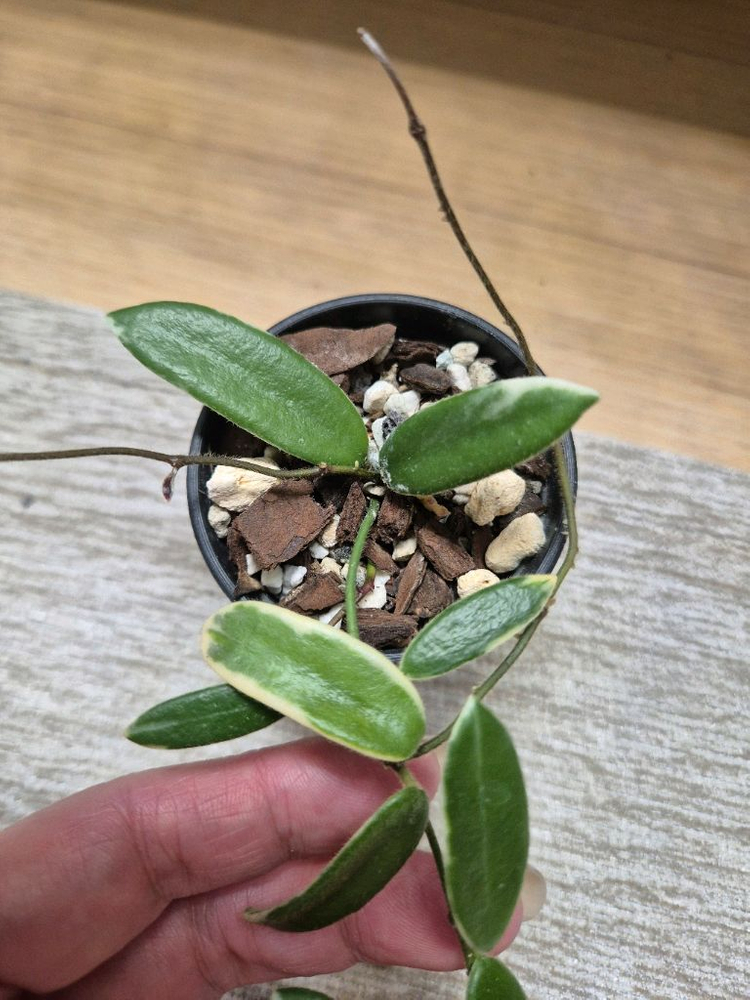 호야 리프리즘 핑크--1