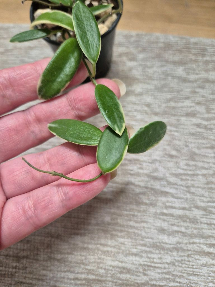 호야 리프리즘 핑크--3