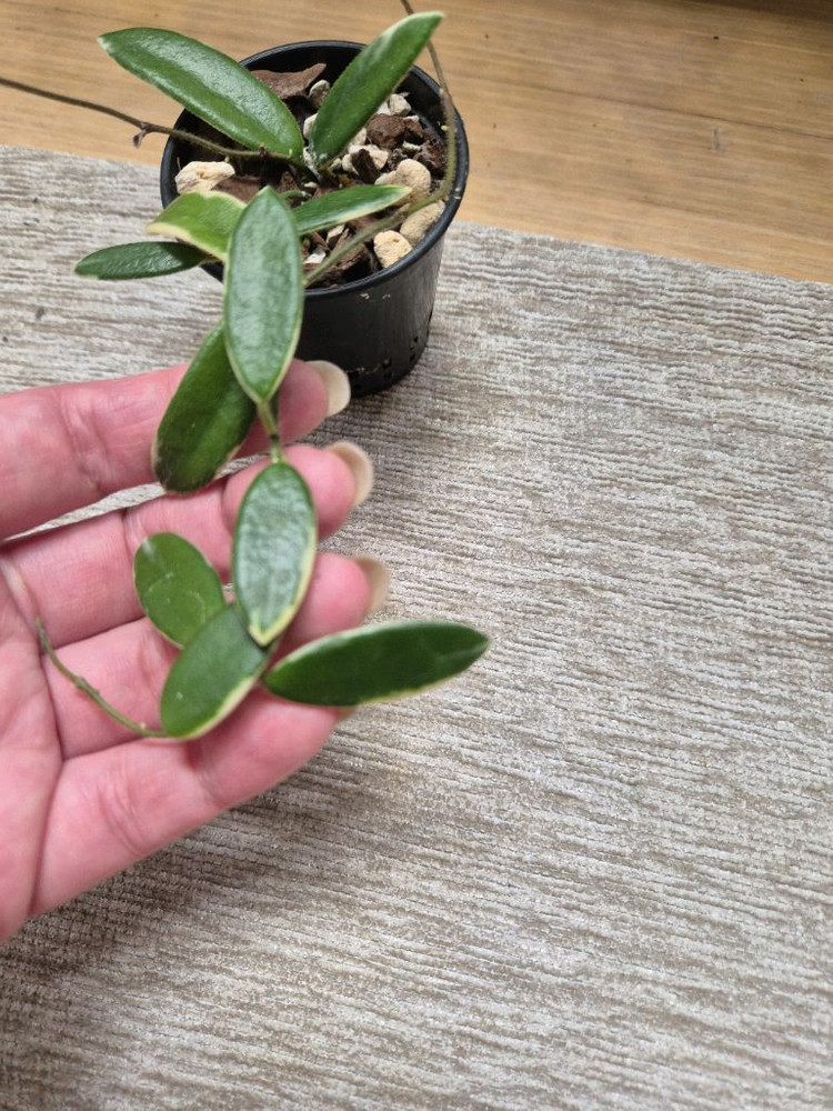 호야 리프리즘 핑크--4