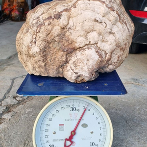 [판매] 자연산 말굽버섯, 소나무 상황버섯