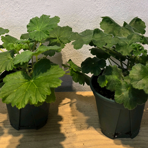 러시아제라늄 심 샤르도네, Iv 질투의 탱고 세트