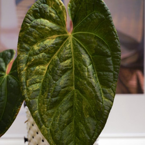 안스리움 바리에가타(카이저)