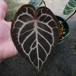 안스리움 킹오스 레크