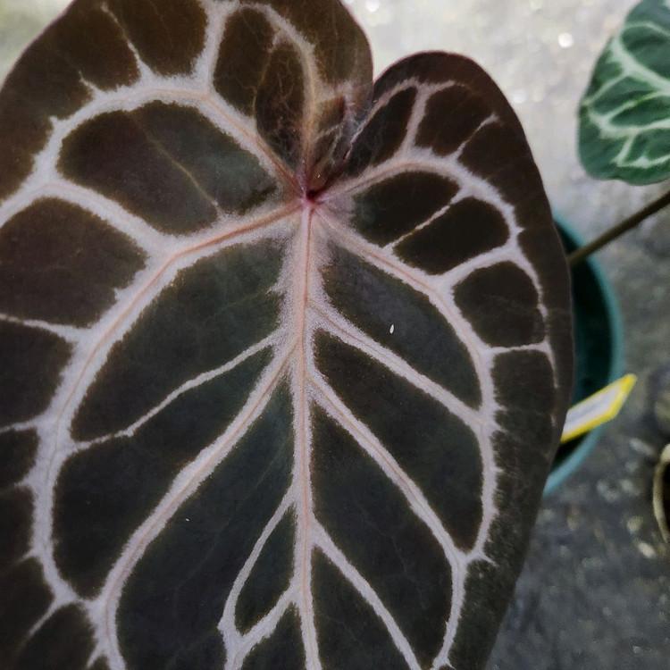 안스리움 킹오스 레크--1