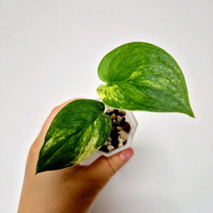 무늬약한 제이드샤틴 스킨답서스