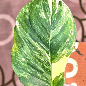 몬스테라 레클레리아나 바리에가타