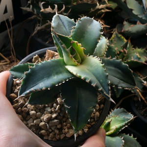 아가베 오테로이 솔라 이클립스 자구