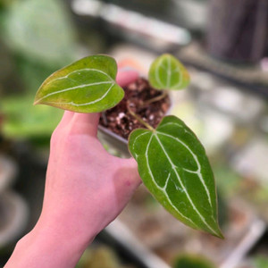 안스리움 크리스탈리넘(dark) x 레드스파이더