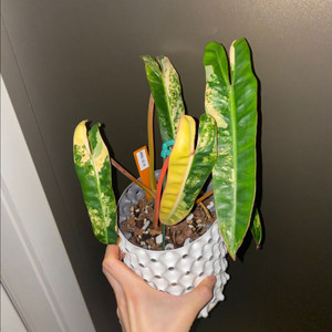 빌리에티에 바리에가타