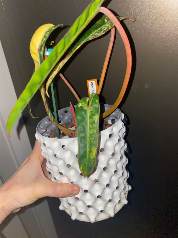 빌리에티에 바리에가타--1