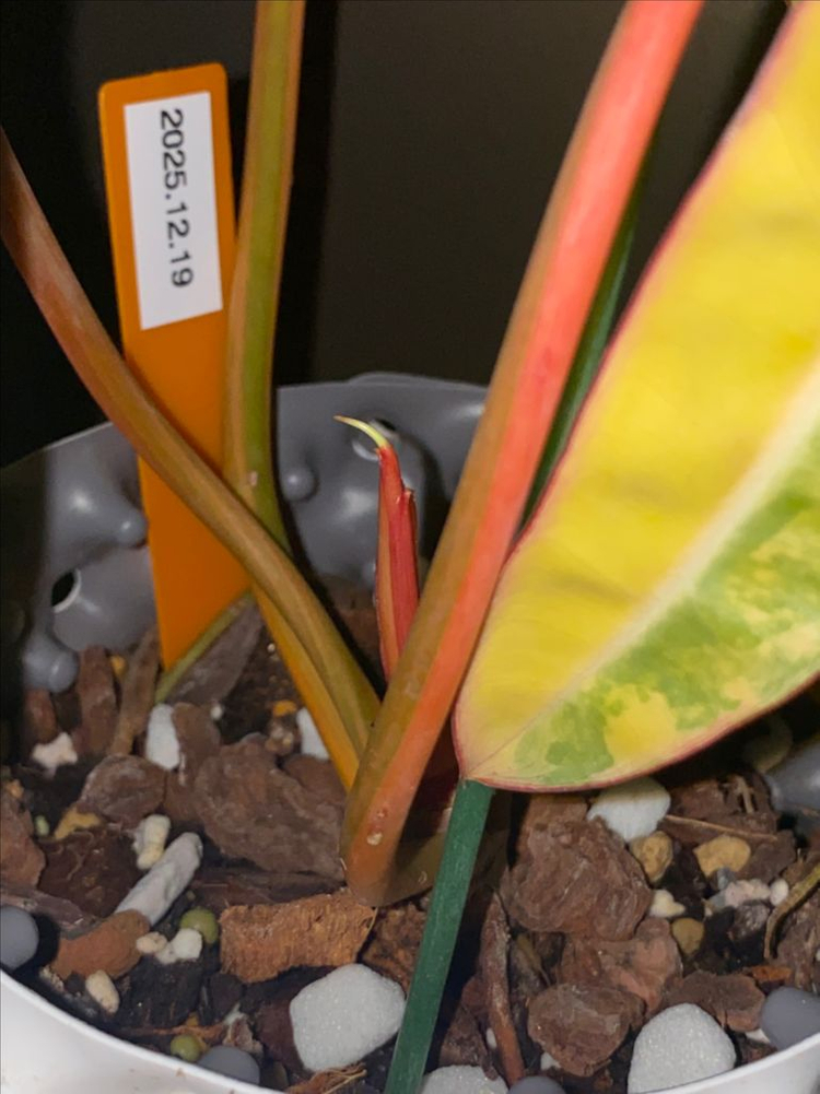 빌리에티에 바리에가타--2