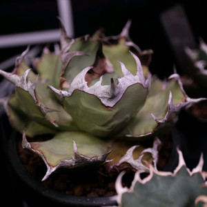 아가베 티타노타 드워프 노멀