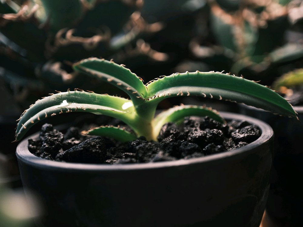 아가베 티타노타 드워프 노멀--1