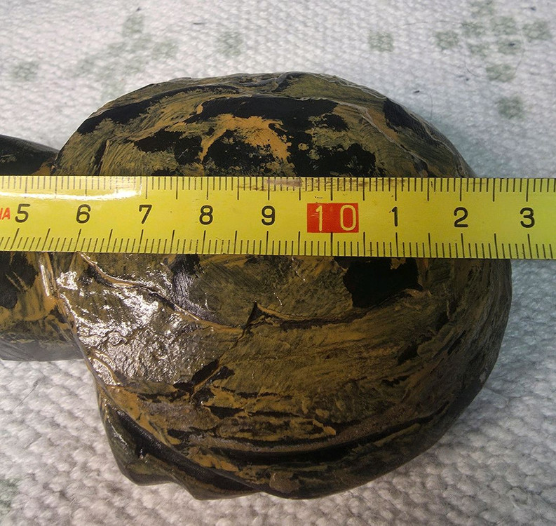 경산 스트로마톨라이트 거북이 2마리--2