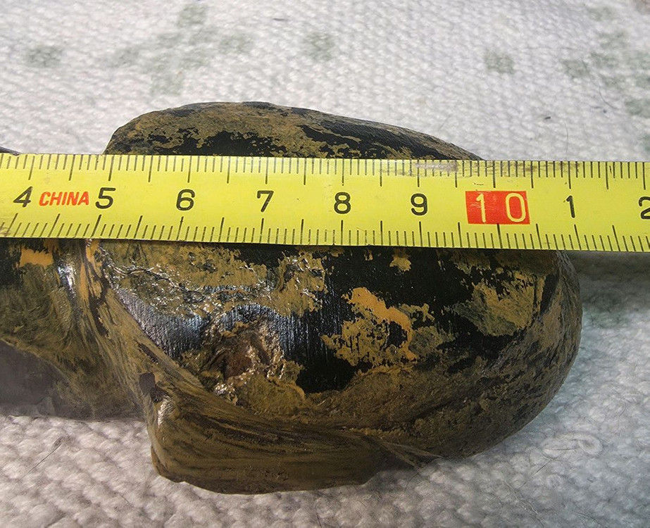 경산 스트로마톨라이트 거북이 2마리--3