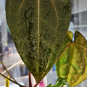 (가격내림)RVDP x 파필퍼플