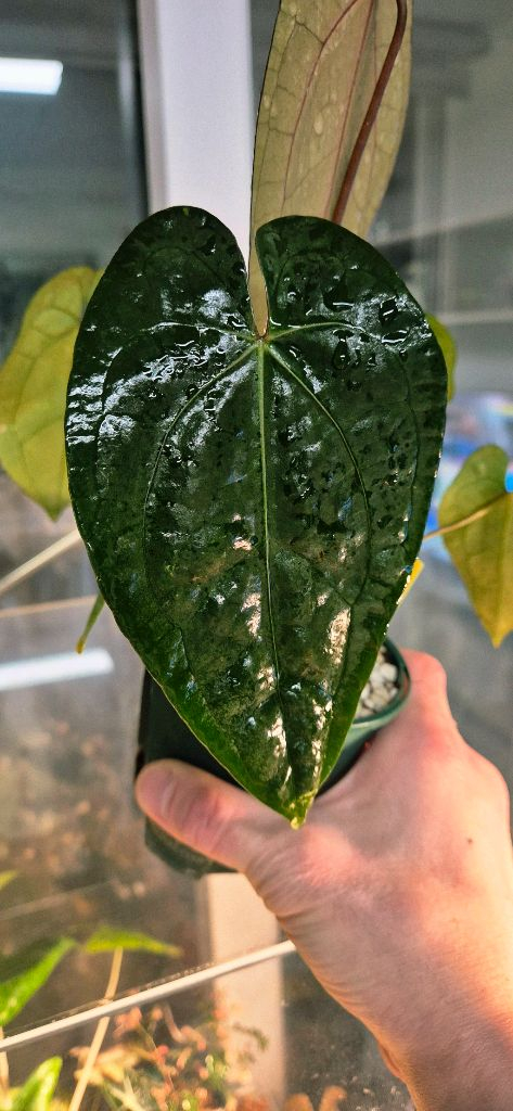 (가격내림)RVDP x 파필퍼플--1